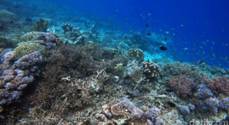 Spot Diving Halmahera